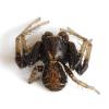 Xysticus sp.